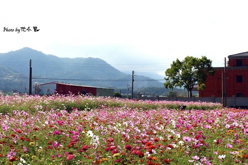 秀湖花海 (16).jpg