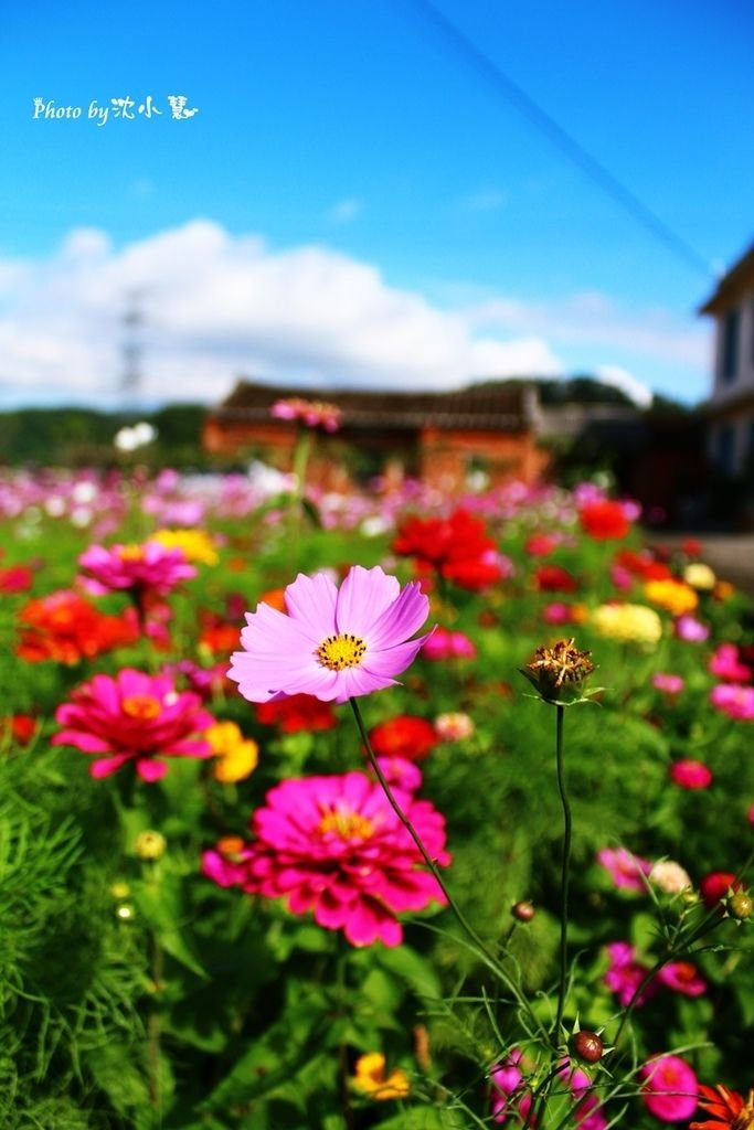 秀湖花海 (30).jpg