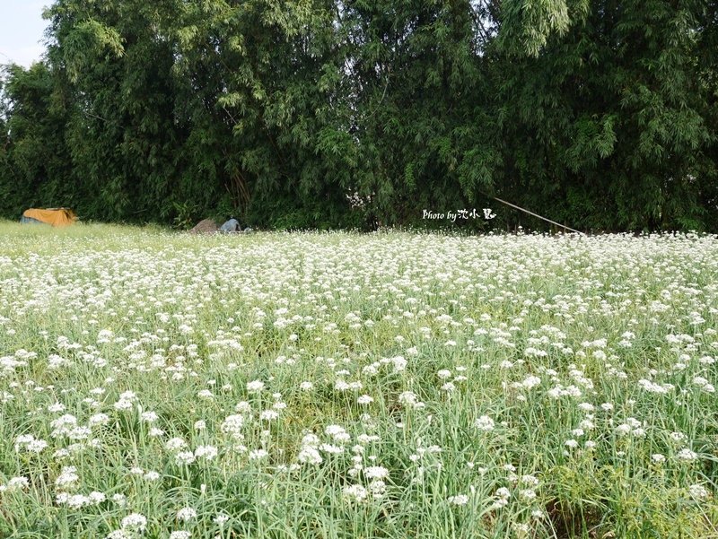 大溪中新里韭菜花田 (15).jpg