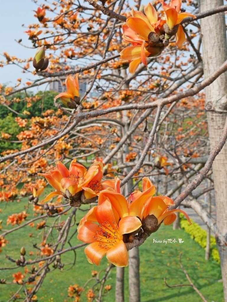 新竹三民公園-木棉花 (8).jpg