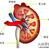 輸卵管不通  ​在博元婦產科​做試管嬰兒懷雙胞胎​生雙胞胎