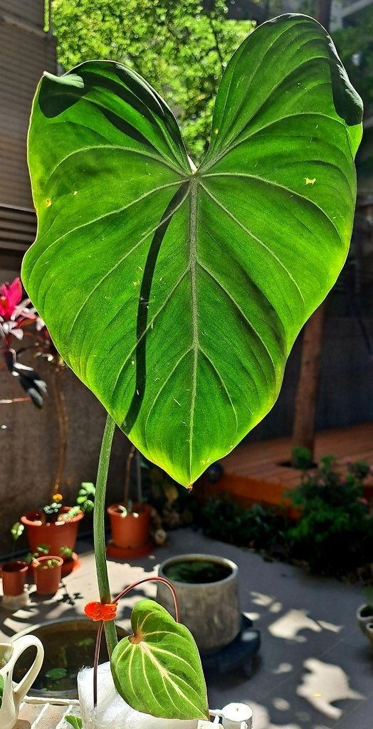 |觀葉&amp;雨林植物 ➤ 蔓綠絨 |【圓柄錦緞蔓綠絨 / 圓柄花