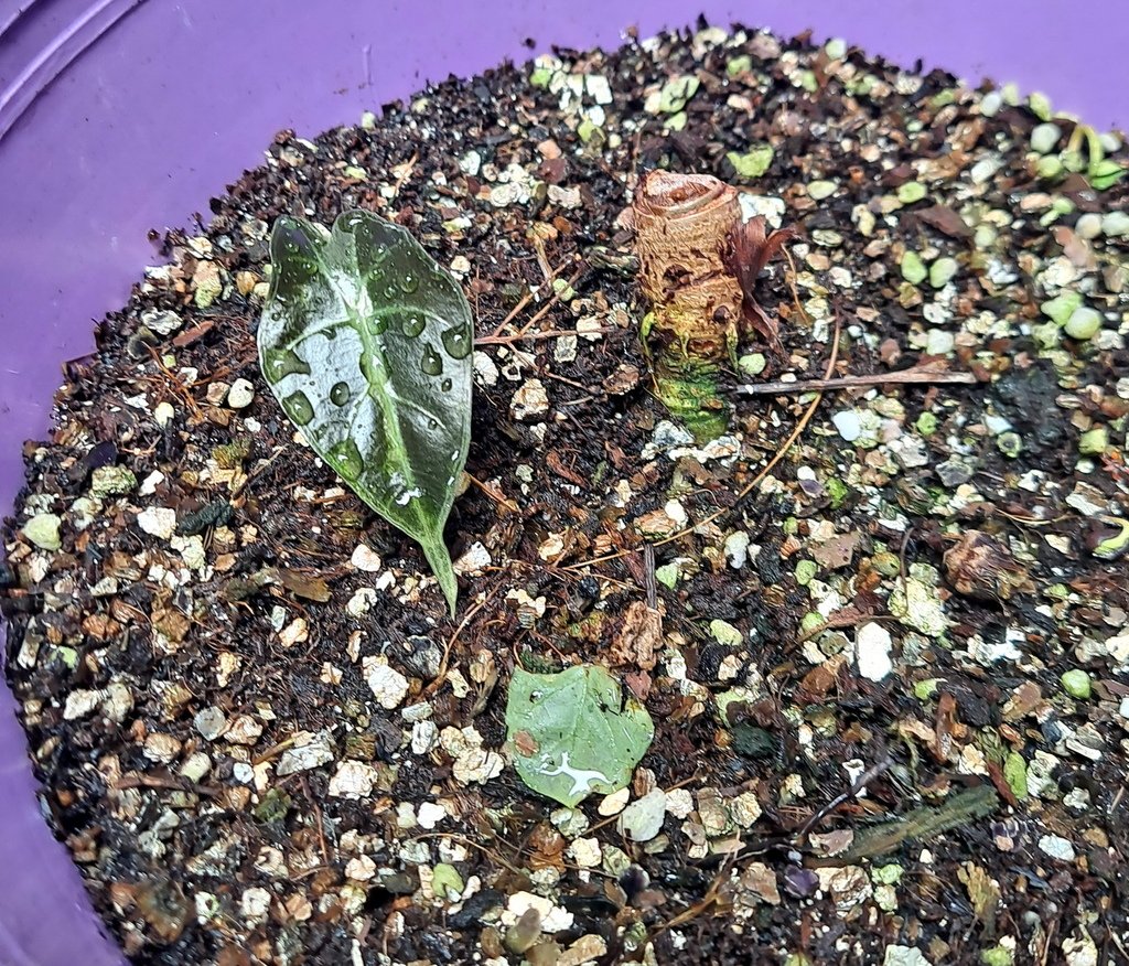 |觀葉&amp;雨林植物 ➤ 天南星 |【黑葉觀音蓮】花草種植日記