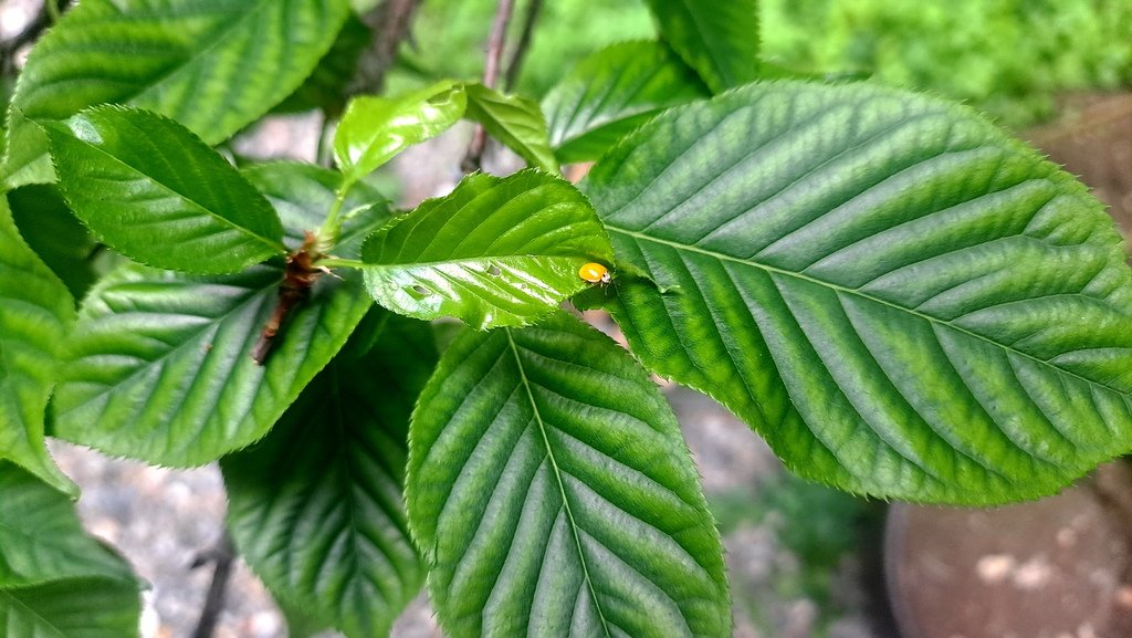 |賞花植物 ➤ 櫻花 |【枝垂櫻。Cerasus itosa