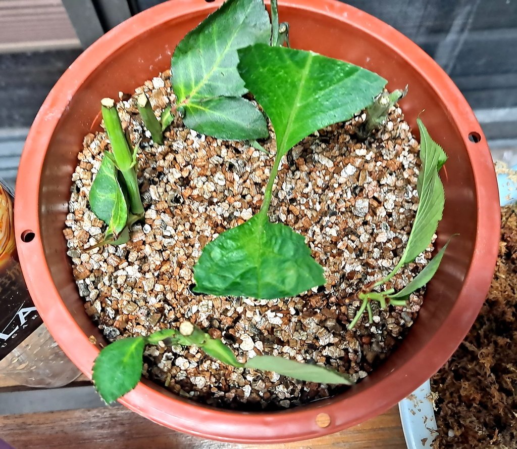|賞花植物 ➤ 繡球科 |【無盡夏繡球花】花草種植日記
