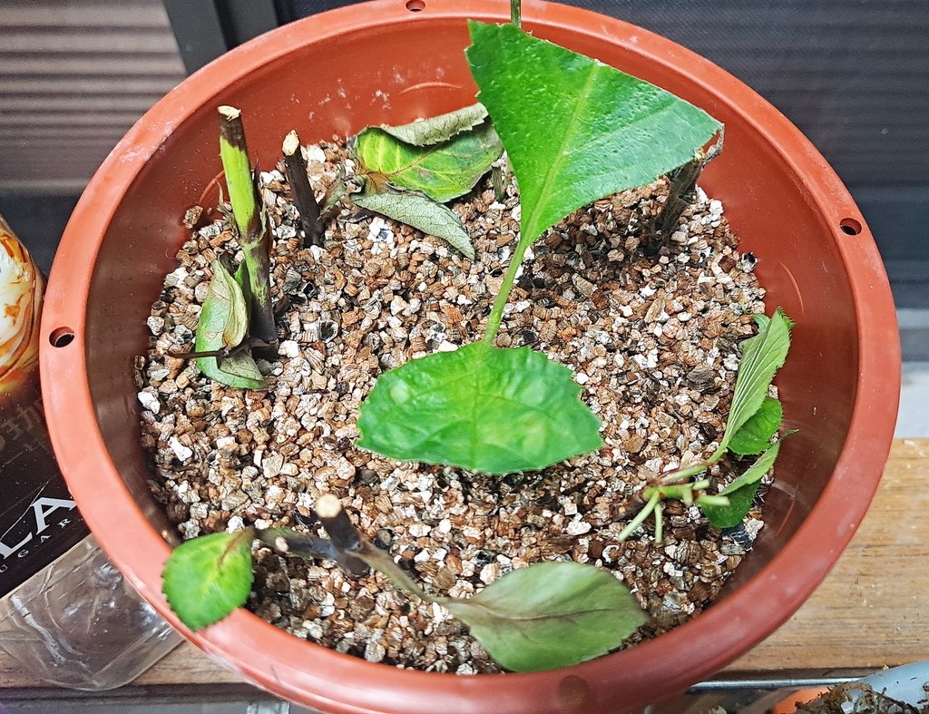 |賞花植物 ➤ 繡球科 |【無盡夏繡球花】花草種植日記