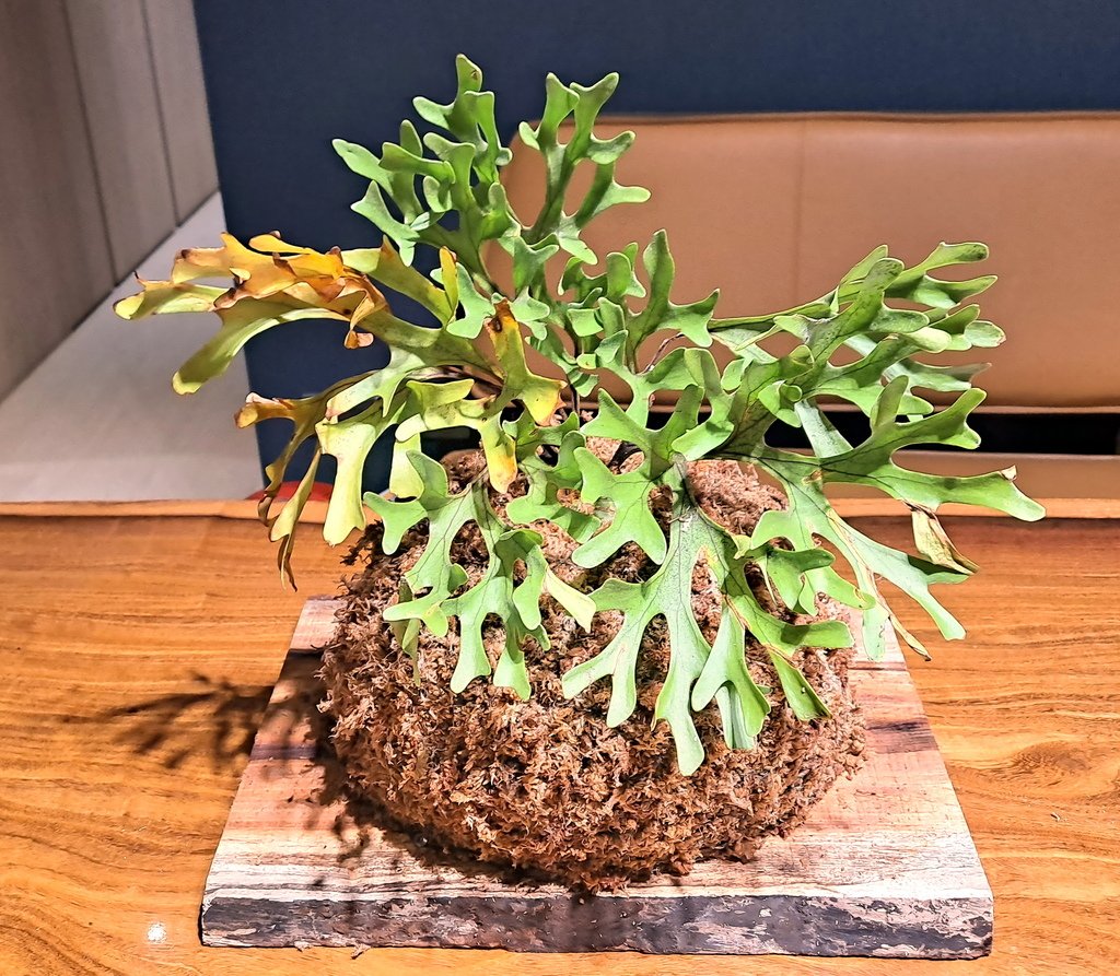 |觀葉蕨類 ➤ 鹿角蕨 |【細葉亞洲猴腦。亞猴上板。亞猴球)