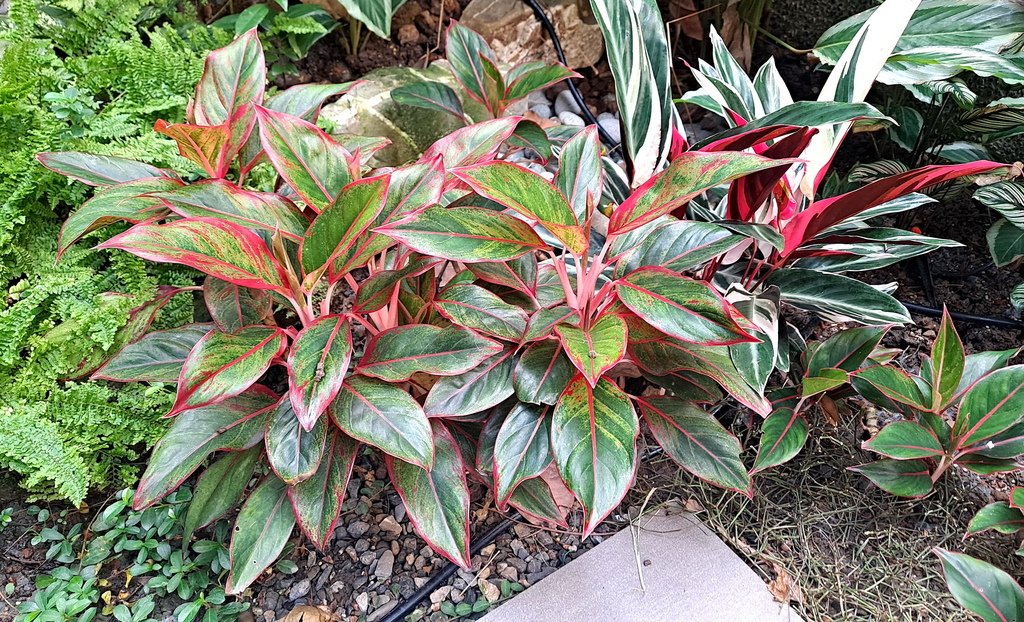 |觀葉&amp;雨林植物 ➤ 粗肋草 |【極光粗肋草】花草種植日記