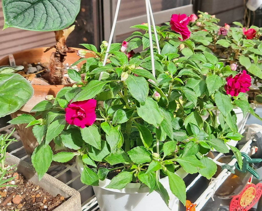 |賞花植物 ➤ 鳳仙花科 |【重瓣非洲鳳仙 / 玫瑰鳳仙 /