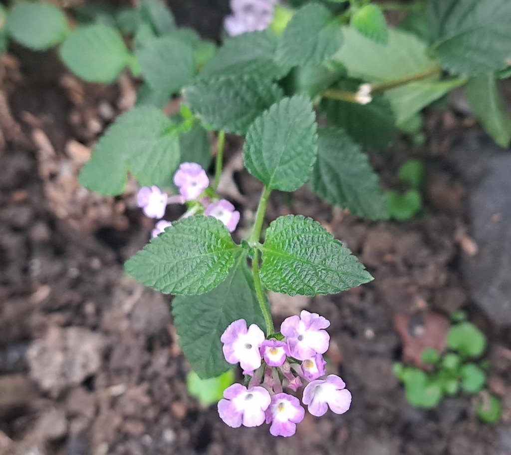 |賞花植物 ➤ 馬鞭草科 |【馬櫻丹】花草種植日記