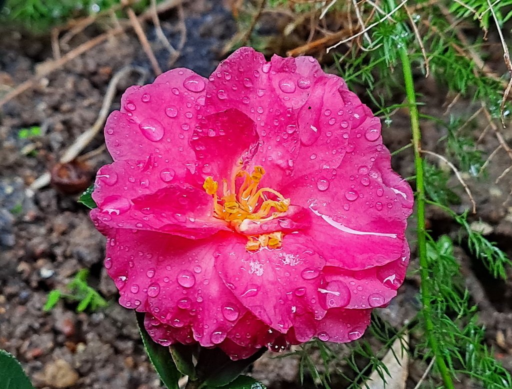 |木本植物 ➤ 山茶 |【未名山茶花】花草種植日記