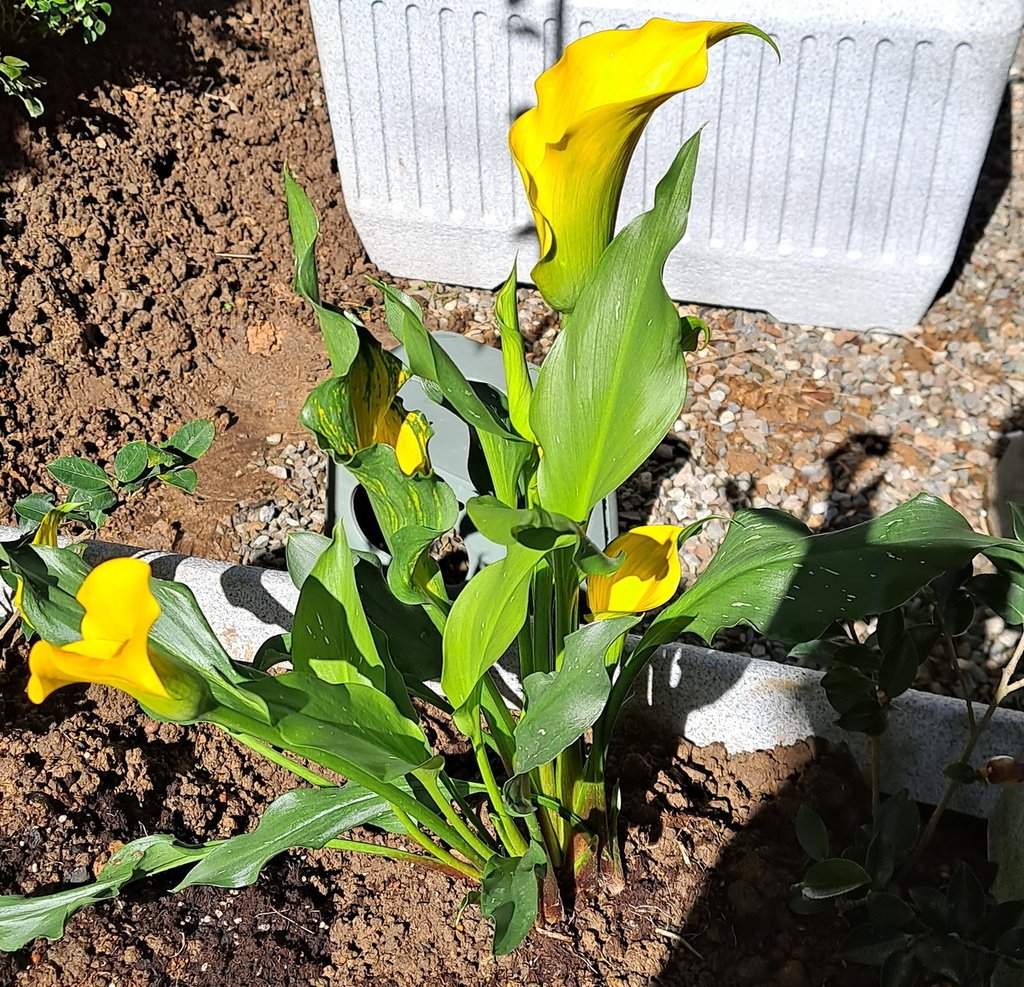 |賞花植物 ➤ 天南星科 |【馬蹄蓮 / 海芋】花草種植日記