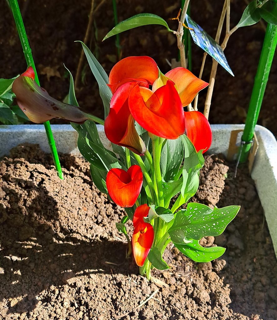 |賞花植物 ➤ 天南星科 |【馬蹄蓮 / 海芋】花草種植日記