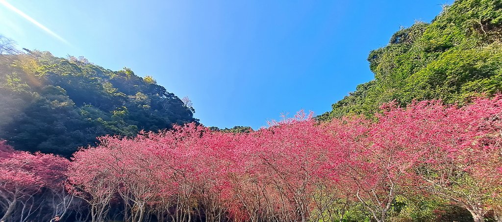 |宜蘭|【大同鄉❤台七甲2km八重櫻花林】㊙宜蘭旅遊景點秘境