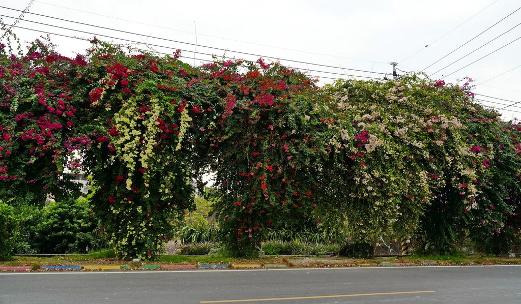 |彰化|【田中鎮❤田中九重葛花牆 草日金道】 ㊙彰化旅遊景點