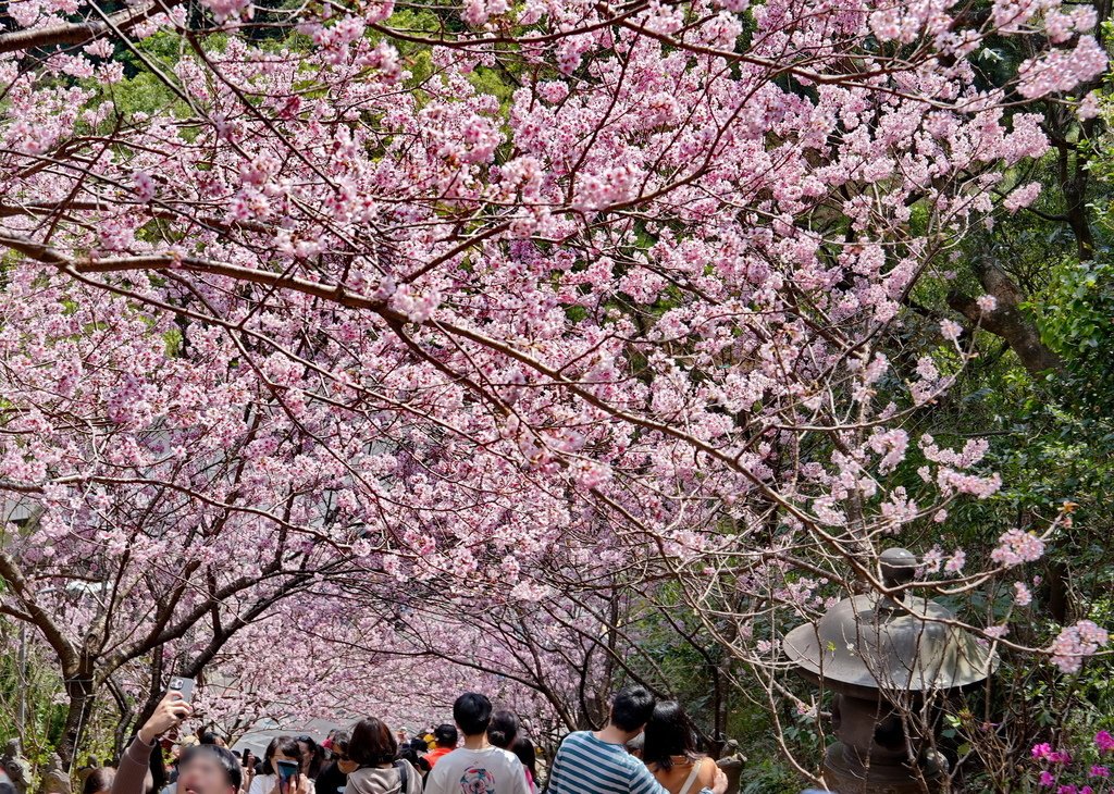 |台北|【內湖區❤內湖 碧山巖 清風亭】椿寒櫻花/香水櫻花 