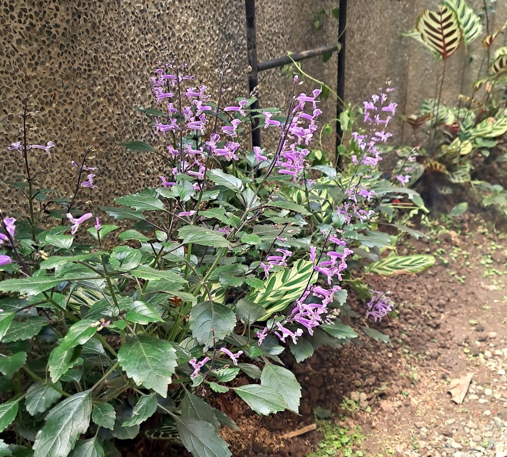 |賞花植物 ➤ 唇形科 |【紫鳳凰 / 夢娜紫 / 夢幻紫 