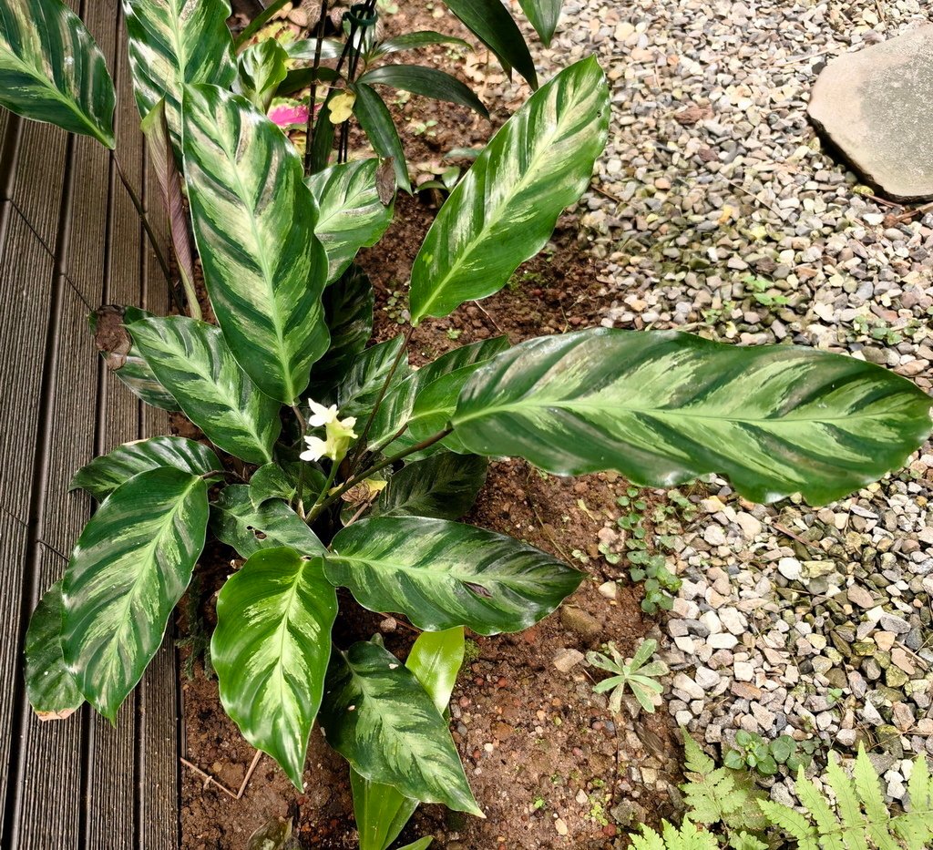 |觀葉植物 ➤ 竹芋 |【黑子竹芋 / 黑子竹芋】。花草種植