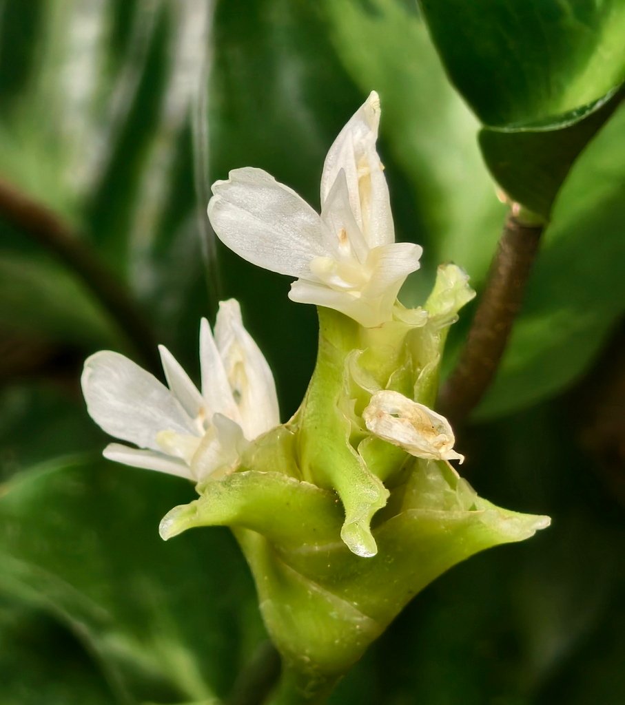 |觀葉植物 ➤ 竹芋 |【黑子竹芋 / 黑子竹芋】。花草種植