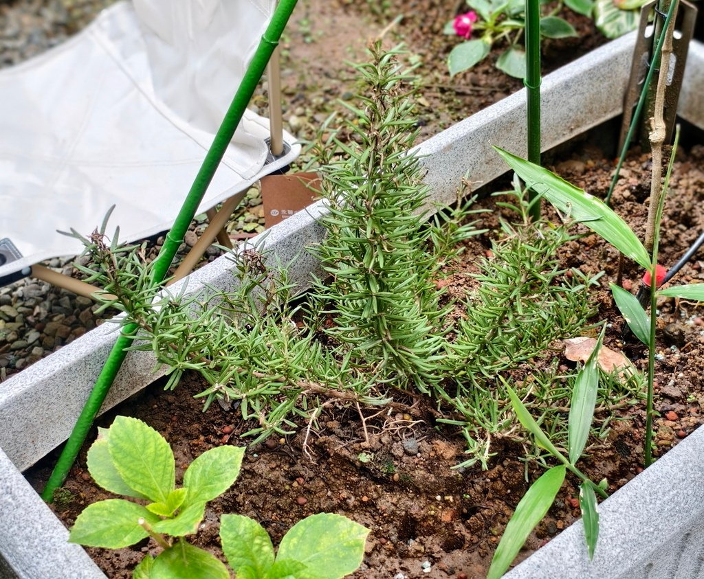 |賞花植物 ➤ 唇形科 |【迷迭香/海洋之露】花草種植日記