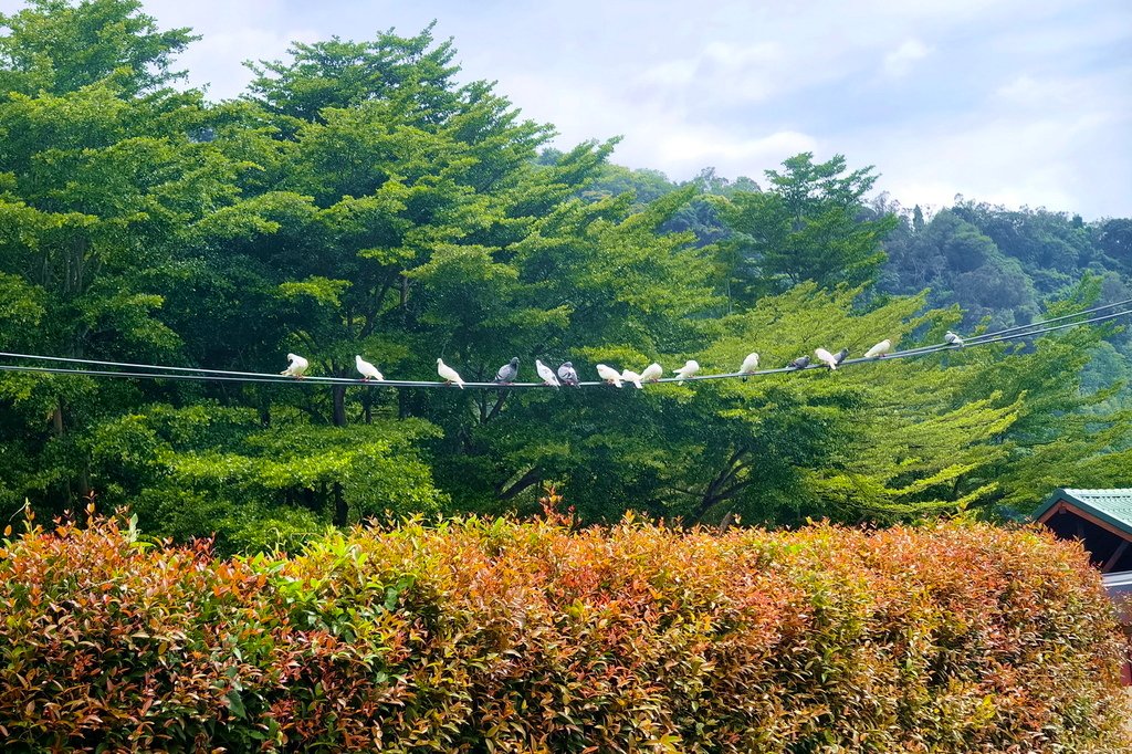 |台中|【石岡區。情人木橋】㊙台中旅遊景點秘境