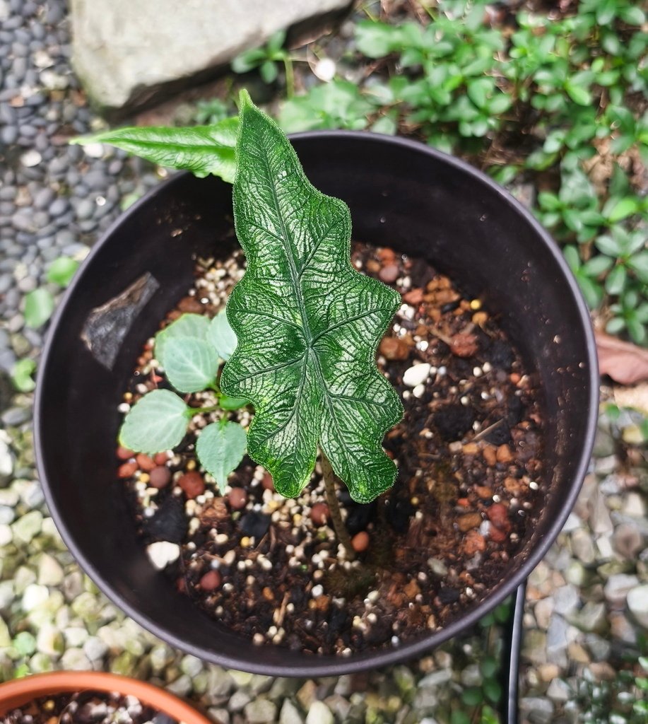 |觀葉&amp;雨林植物 ➤ 觀音蓮 |【傑克林觀音蓮】天南星科。花