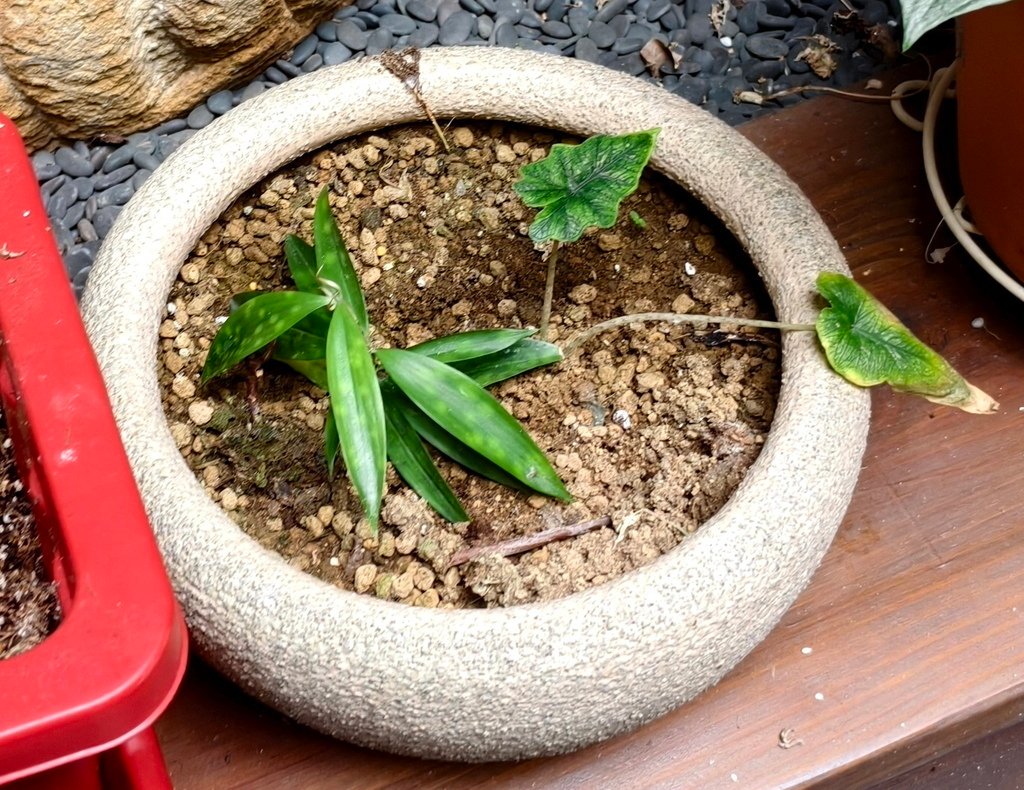 |觀葉植物 ➤ 龍舌蘭科 |【油點木】。花草種植日記