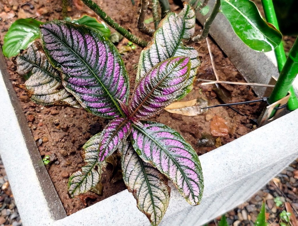 |賞花植物 ➤ 爵床科 |【波斯紅草】花草種植日記