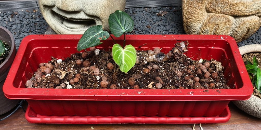 |觀葉&amp;雨林植物 ➤ 蔓綠絨 |【圓柄錦緞蔓綠絨 / 圓柄花