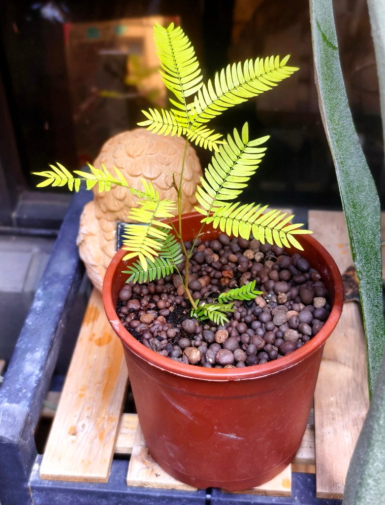 |賞花植物 ➤ 豆科 |【日本小豆樹】花草種植日記