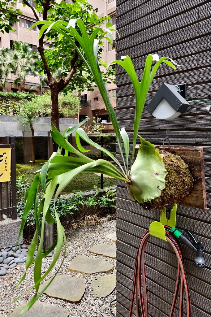 |觀葉蕨類 ➤ 鹿角蕨 |【爪哇鹿角蕨】。花草種植日記