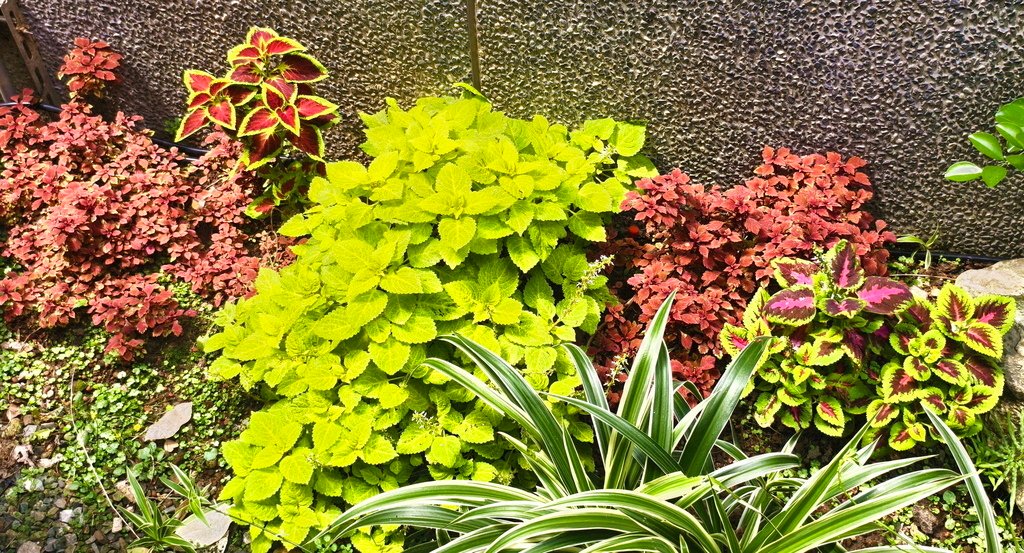 |賞花植物 ➤ 唇形花科 |【彩葉草】花草種植日記