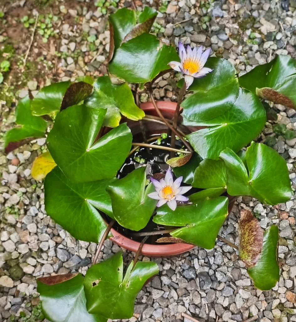 蓮花-香水蓮_20250502_101434.jpg