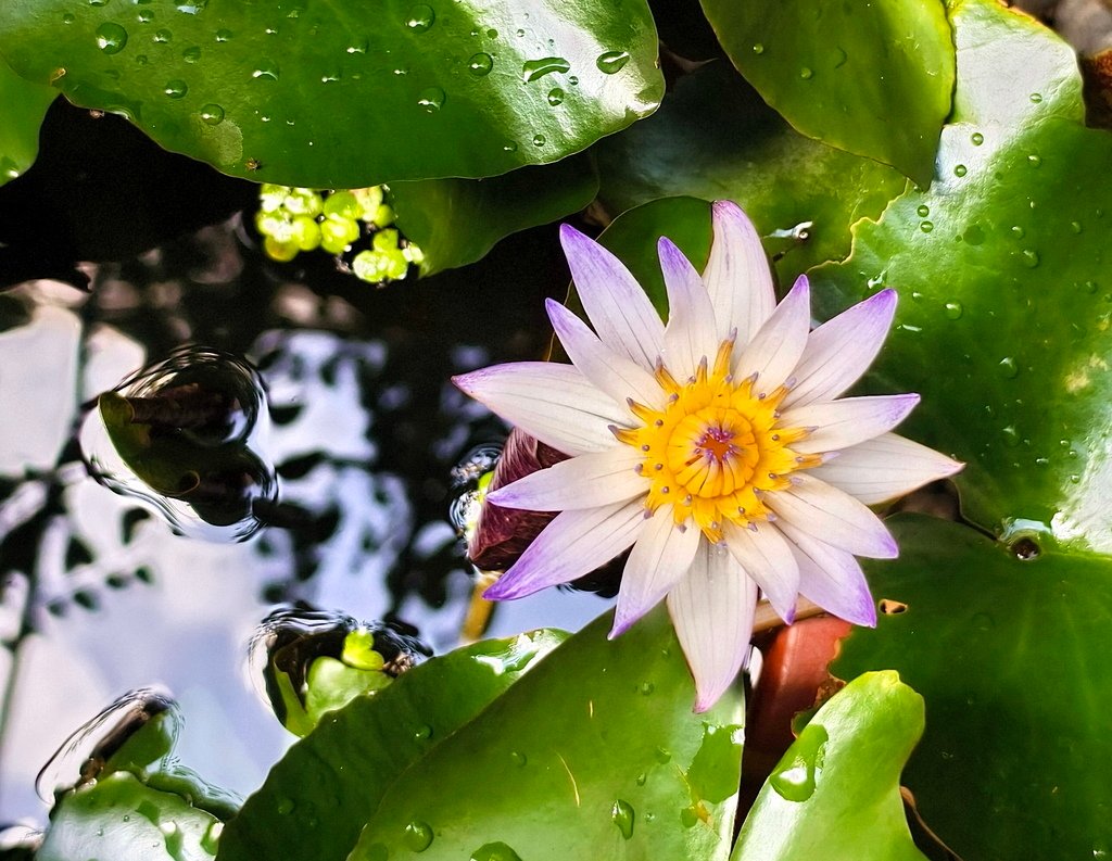 蓮花-香水蓮_20250508_101153.jpg