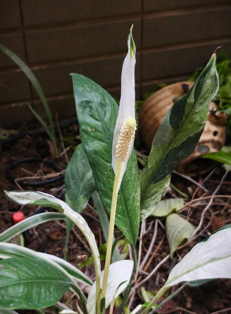 |觀葉&amp;雨林植物 ➤ 天南星 |【斑葉白鶴芋/白斑白鶴芋】花