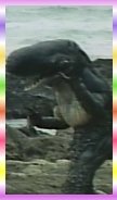 鯨魚.jpg