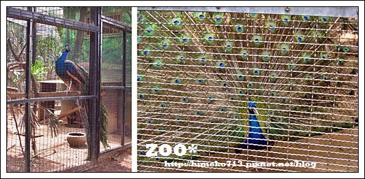 ZOO02.jpg