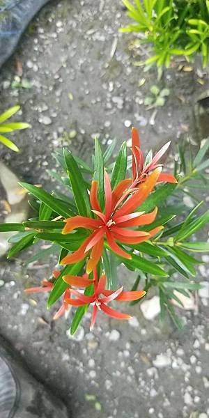 紅芽實生苗.jpg