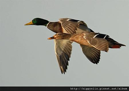 mallards-flying