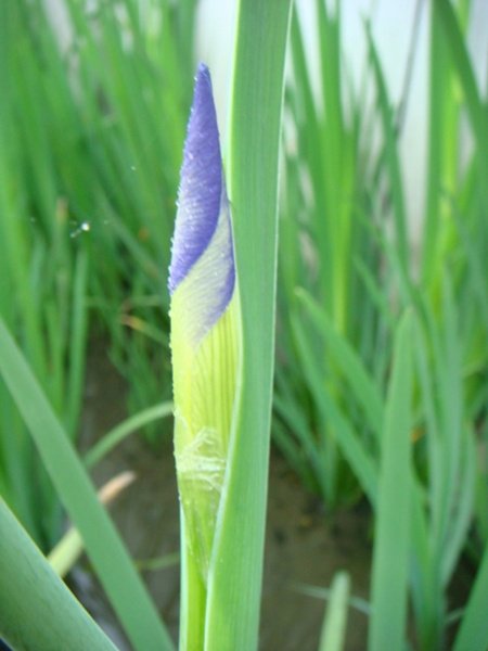 海田行館外頭的紫花苞