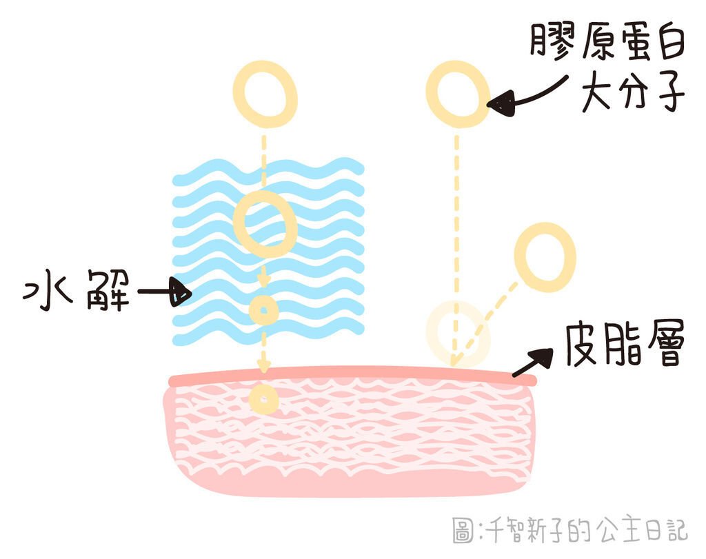 網路常常出現的「水解膠原蛋白」那是什麼?差在哪？