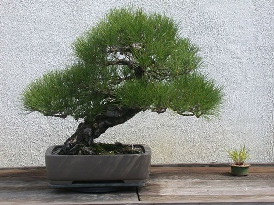 1_Pinus_thunbergiana_fs.jpg