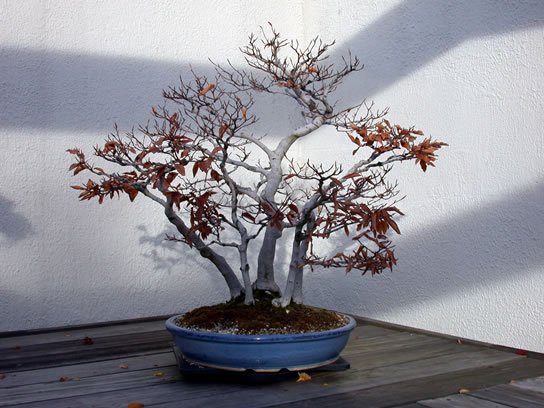 2_Fagus_crenata_fs.jpg