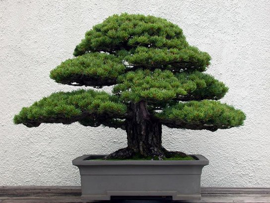 3_Pinus_parviflora_fs.jpg