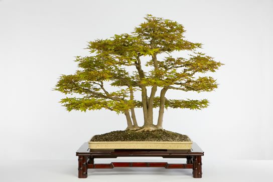 9_Acer_palmatum_fs.jpg