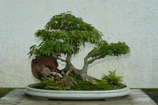 10_Acer_palmatum_fs.jpg