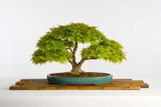 22-Acer_palmatum_fs.jpg