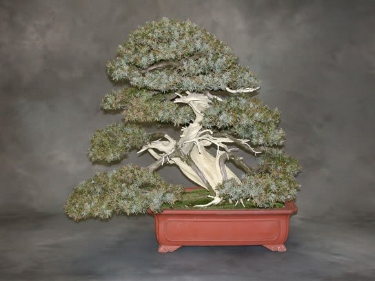 27-Juniperus_rigida_fs.jpg