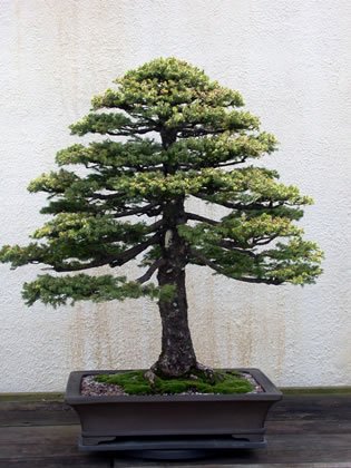 29-Picea_jezoensis_fs.jpg