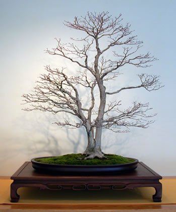 30-Acer_palmatum_fs.jpg